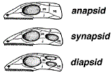 functional types of amniote skulls