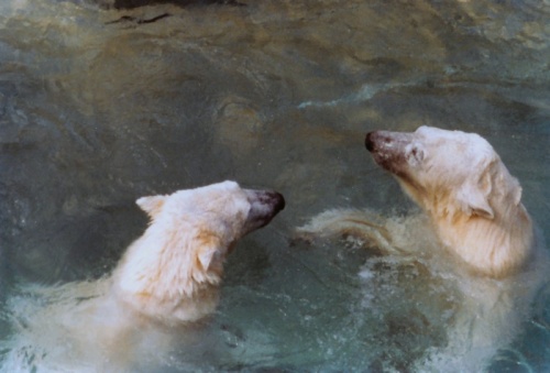 Polar Bears at the Toronto Zoo